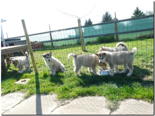 E Wurf 8 Wochen 094.jpg